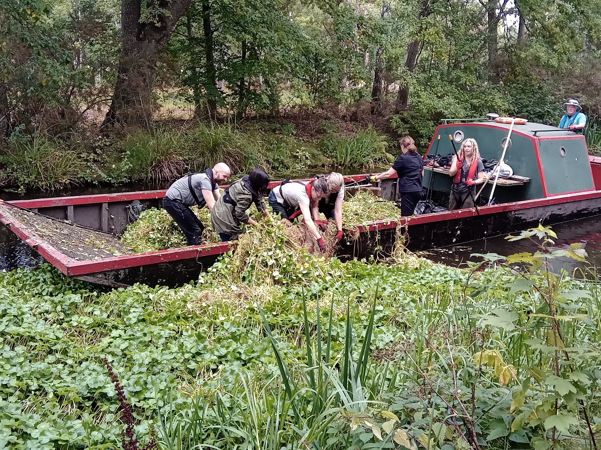 BOC volunteering on the Basingstoke Canal in Woking